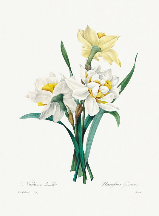 Double Daffodil (1800s) | Pierre-Joseph Redouté flowers artwork Posters, Prints, & Visual Artwork The Trumpet Shop Vintage Prints   