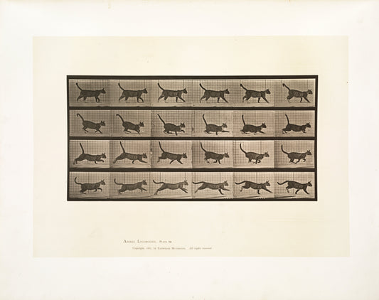 "A cat running" (1800s) | Eadweard Muybridge print