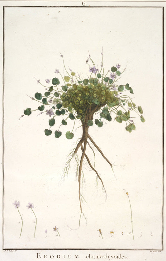 Erodium "Plate 6" (1800s) | Botanical artwork | Pierre-Joseph Redouté Posters, Prints, & Visual Artwork The Trumpet Shop Vintage Prints   
