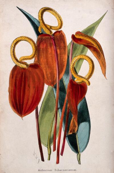 Flamingo Flowers (1800s) | Walter Hood Fitch botanical artwork