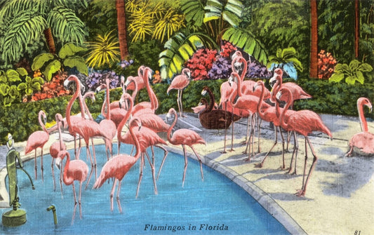 Flamingos in Florida postcard (1930s) | 1930s wall art Posters, Prints, & Visual Artwork The Trumpet Shop   