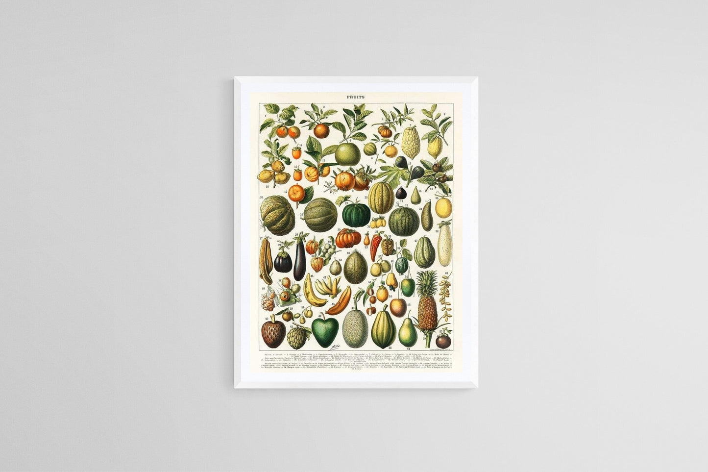 "Fruits and vegetables" (1898) | Botanical prints | Kitchen wall art Posters, Prints, & Visual Artwork The Trumpet Shop   