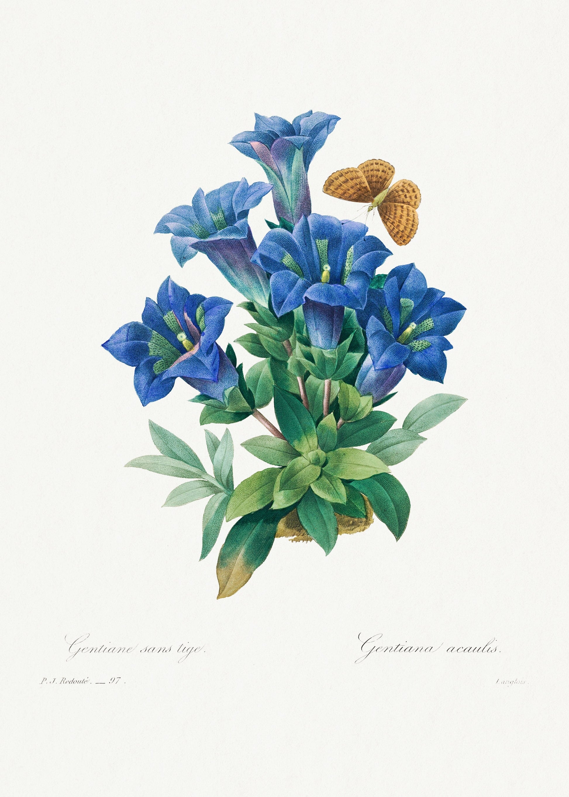 Gentiana Acaulis flower (1800s) | Vintage botanical prints | Pierre-Joseph Redouté Posters, Prints, & Visual Artwork The Trumpet Shop Vintage Prints   