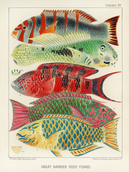 Fish of Great Barrier Reef artwork (1890s)  | William Saville-Kent