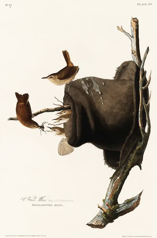 House Wrens art print from Birds of America (1827) | J J Audubon  The Trumpet Shop   