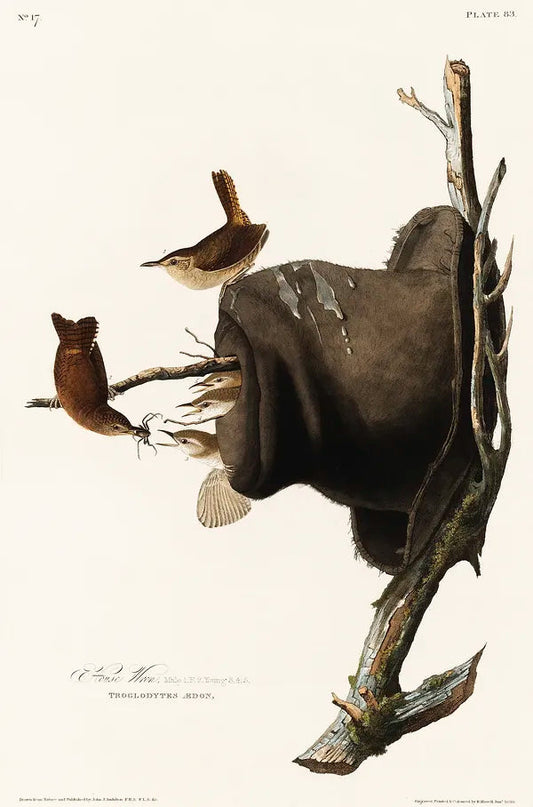 House Wrens (1800s) | Vintage bird prints | John James Audubon Posters, Prints, & Visual Artwork The Trumpet Shop   