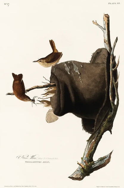 House Wrens (1800s) | Bird artwork | John James Audubon