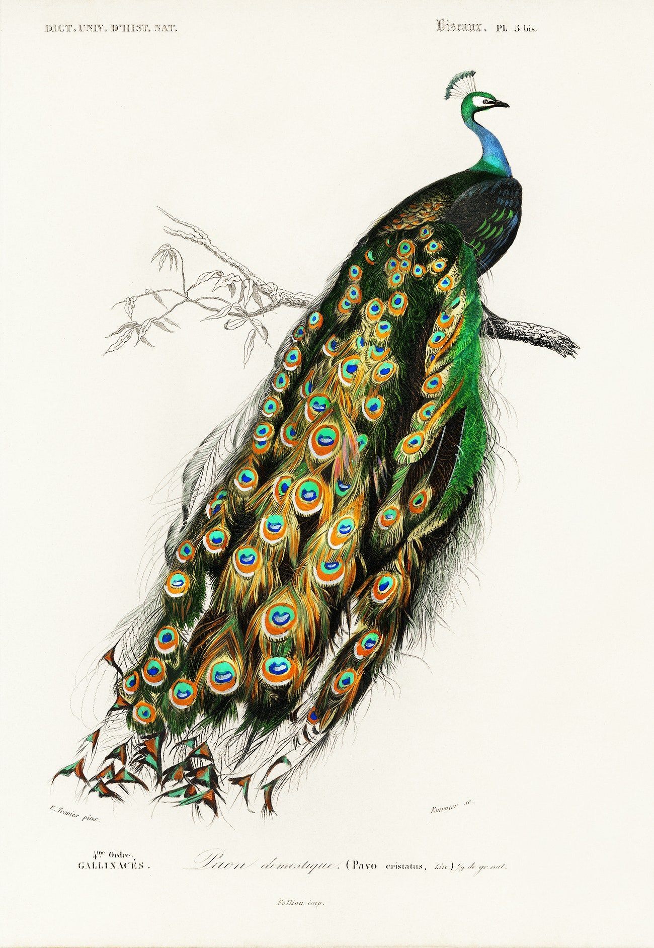 Indian peacock art print (1892) | Charles Dessalines D' Orbigny  The Trumpet Shop   