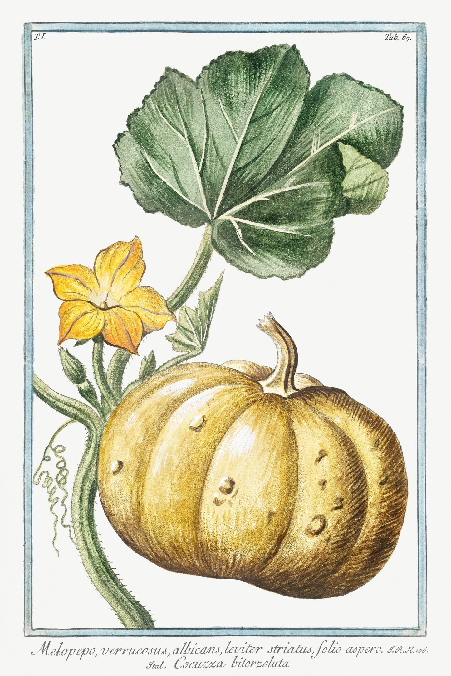 Italian pumpkin (1700s) | Botanical prints | Autumn home decor ideas Posters, Prints, & Visual Artwork The Trumpet Shop   