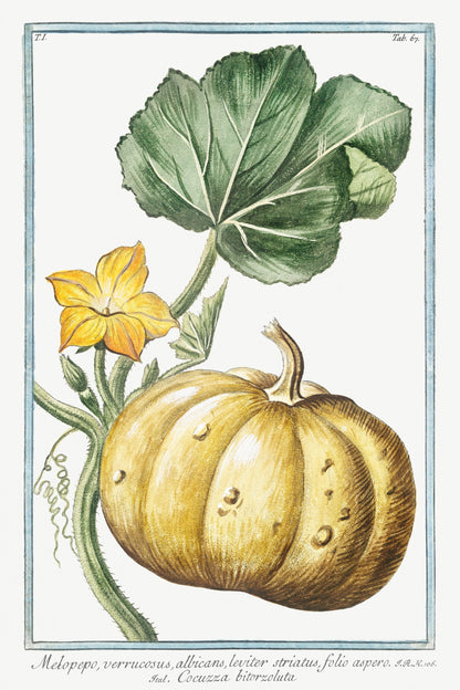 Italian botanical pumpkin artwork (1700s)