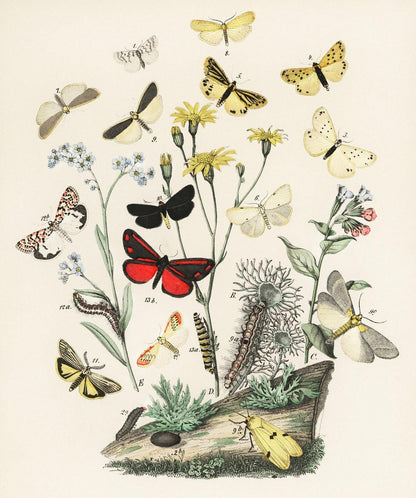 Kaleidoscope of butterflies (1882) | Vintage plant prints | William Forsell Kirby Posters, Prints, & Visual Artwork The Trumpet Shop   