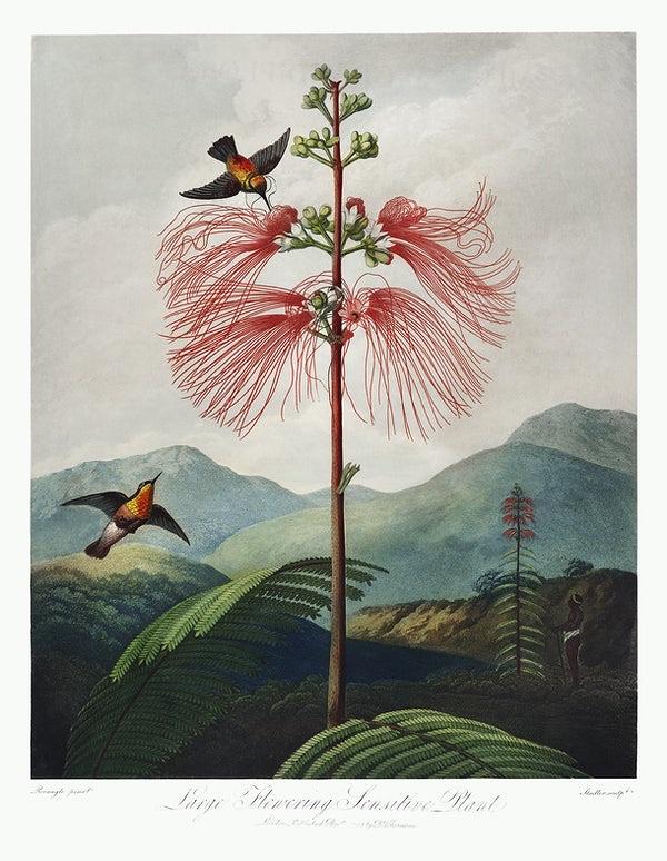 Large–Flowering Sensitive Plant from The Temple of Flora art print (1807) | Robert John Thornton  The Trumpet Shop   