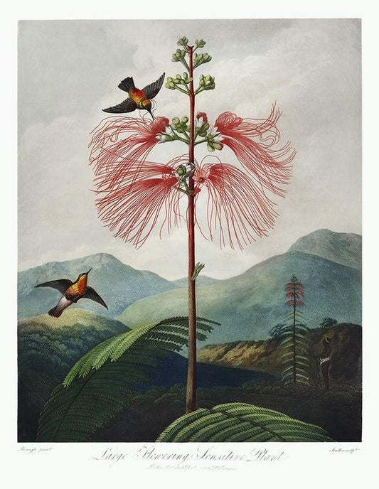 Flowering sensitive plant | Temple of Flora artwork (1800s) | Robert John Thornton Posters, Prints, & Visual Artwork The Trumpet Shop   