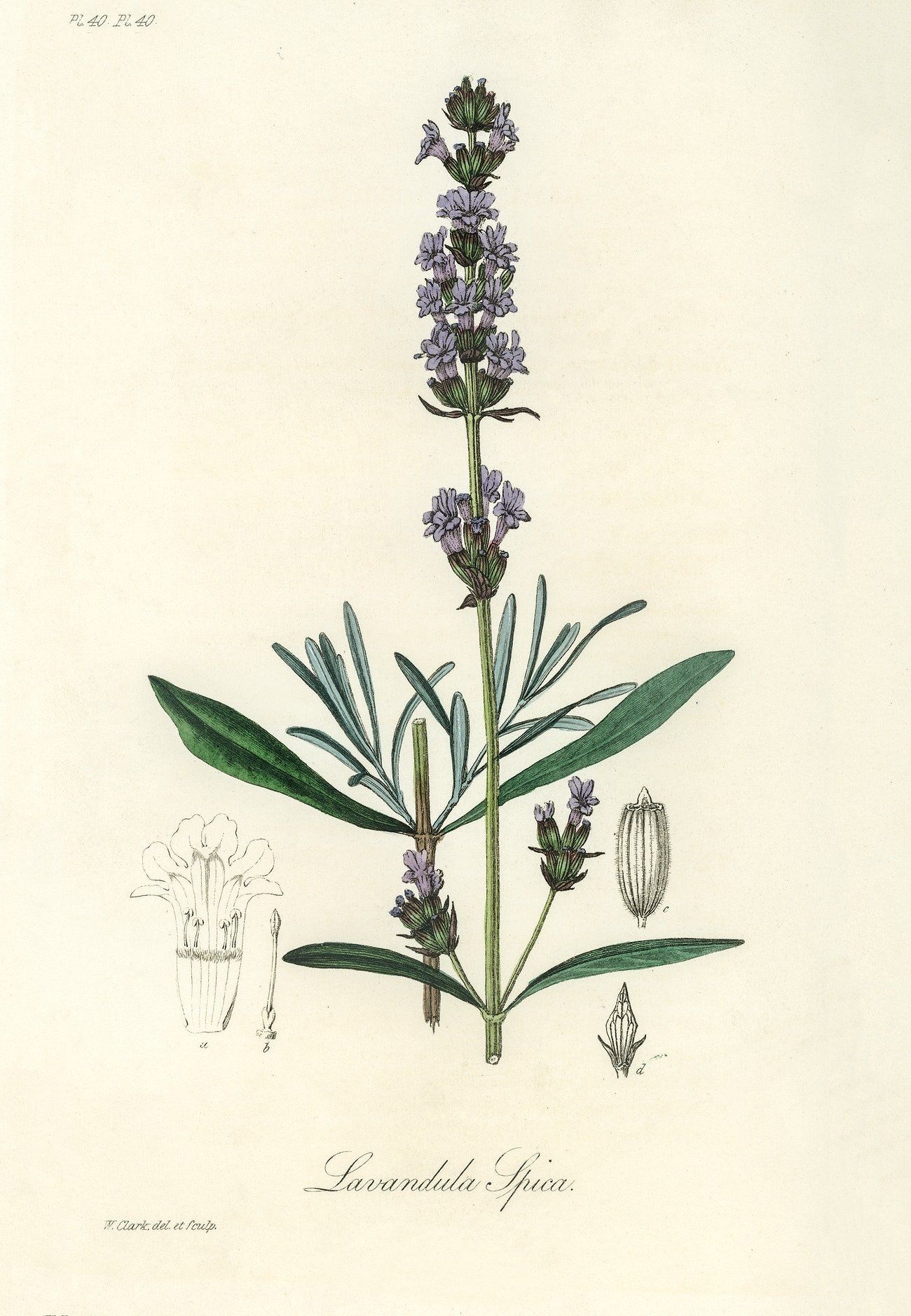 Lavender (1836) | Vintage plant prints | J. Stephenson and J. Churchill Posters, Prints, & Visual Artwork The Trumpet Shop   