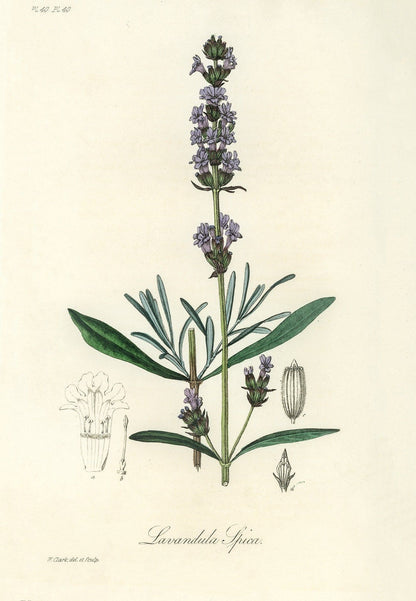 Lavender botanical artwork (1800s) | J. Stephenson and J. Churchill