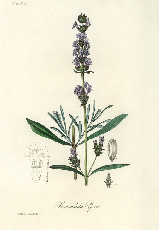 Lavender print (1800s) | J. Stephenson and J. Churchill Posters, Prints, & Visual Artwork The Trumpet Shop   