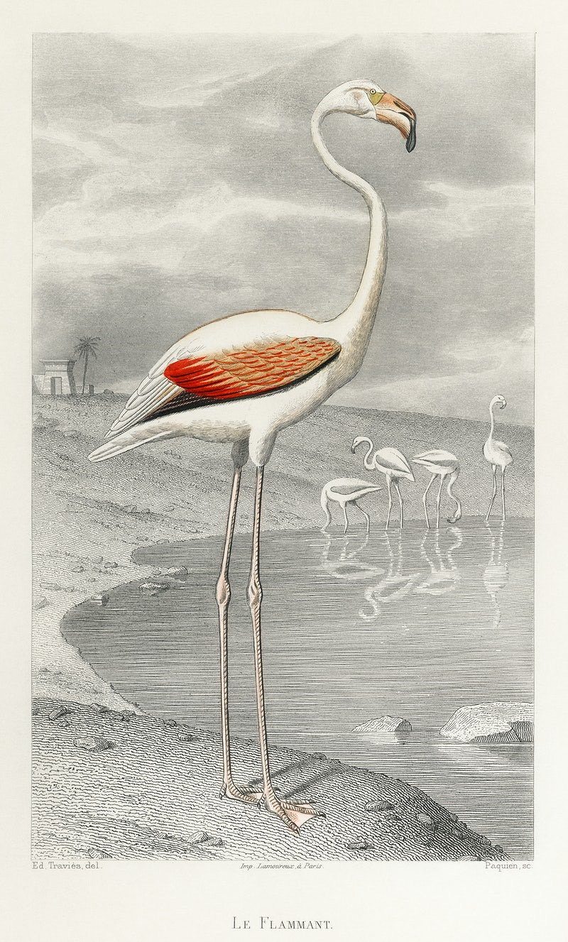 Le Flammant (Flamingo) bathroom wall art print (1853) | Edouard Travies  The Trumpet Shop   