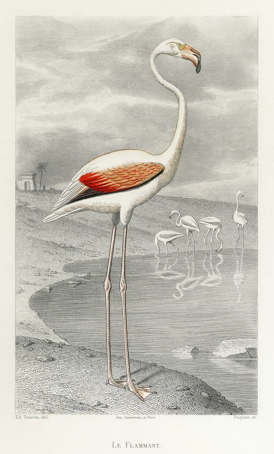 Flamingo art print (1800s) | Edouard Travies Posters, Prints, & Visual Artwork The Trumpet Shop   