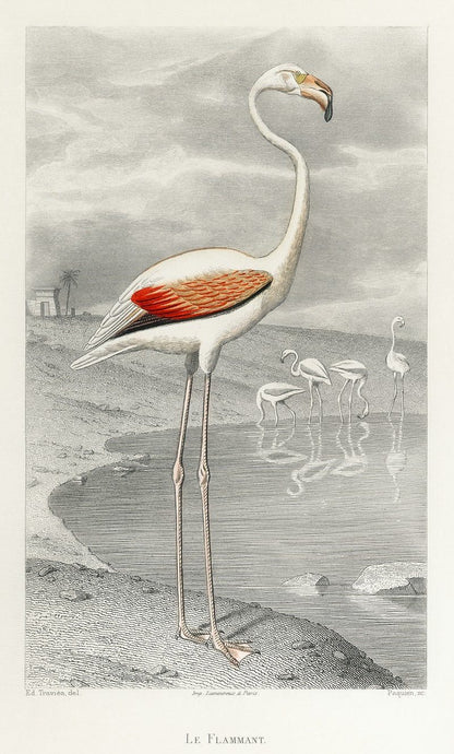 Flamingo artwork (1800s) | Edouard Travies