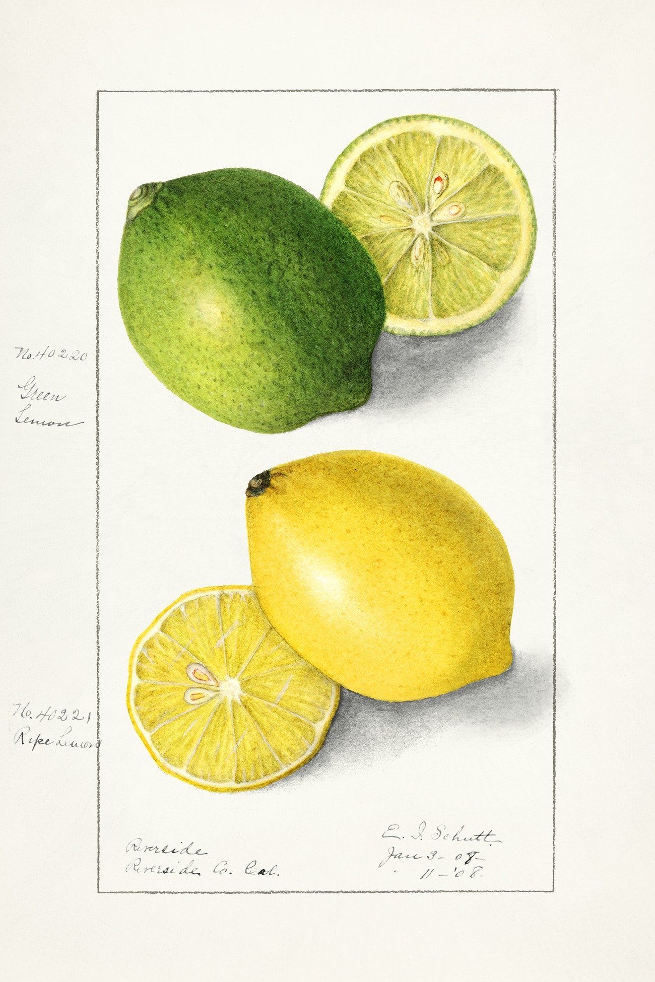 Lemons (1908) | Ellen Isham Schutt | Botanical art kitchen print Posters, Prints, & Visual Artwork The Trumpet Shop   