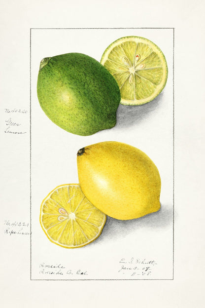 Lemon botanical illustration (1900s) | Ellen Isham Schutt