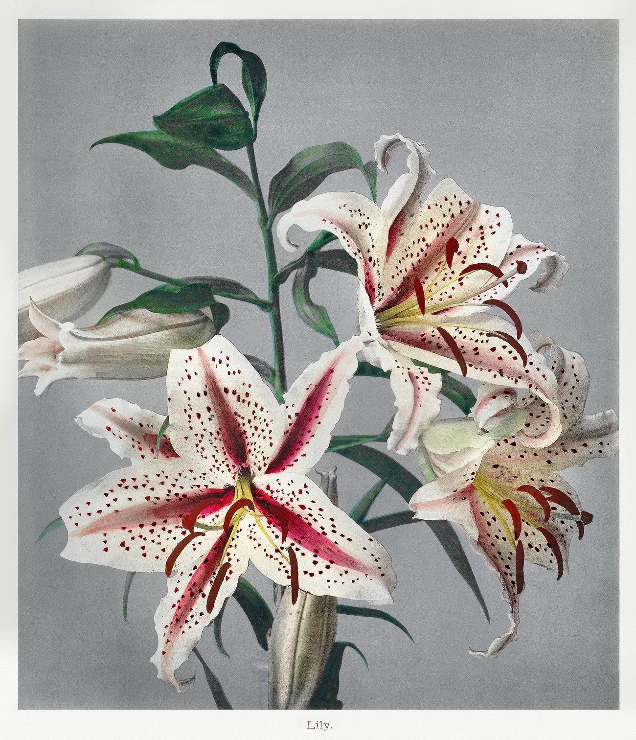 Lily, hand–colored collotype (1869) | Japanese wall art | Ogawa Posters, Prints, & Visual Artwork The Trumpet Shop   