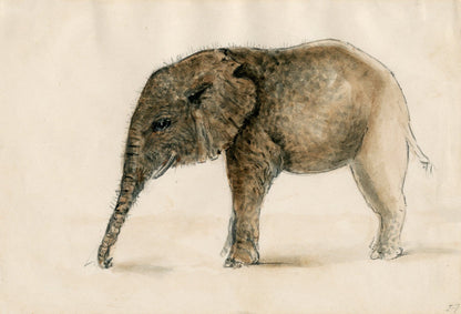 Elephant drawing wall art print (1890s) | Floris Verster