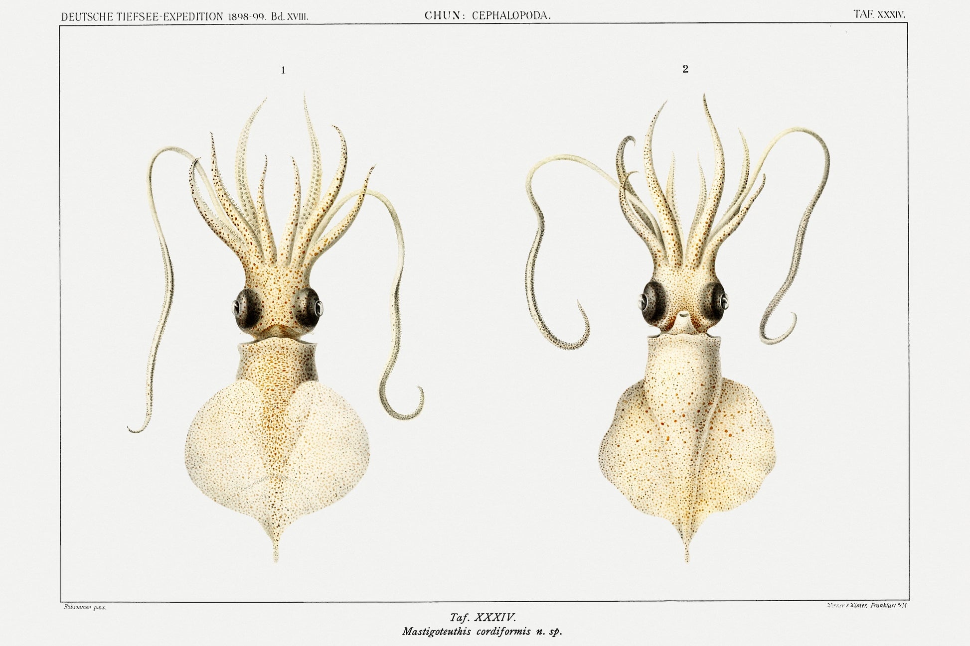 Love heart squid (1890s) German deep sea expedition, Carl Chun art print  The Trumpet Shop Vintage Prints   