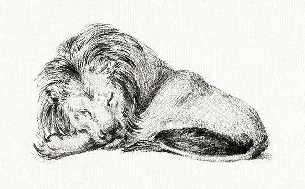 Sleeping lion (1800s) | Vintage lion art | Jean Bernard Posters, Prints, & Visual Artwork The Trumpet Shop   