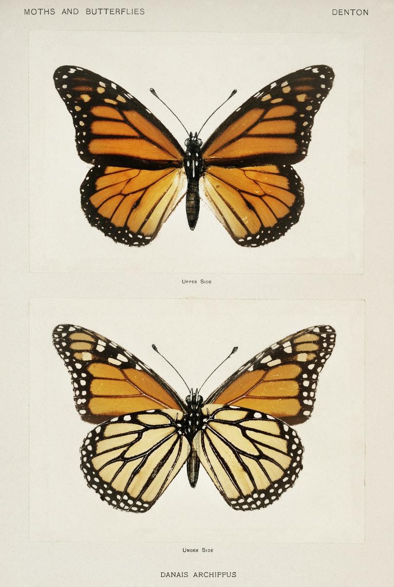 Monarch Butterfly botanical print (1900) Posters, Prints, & Visual Artwork The Trumpet Shop   