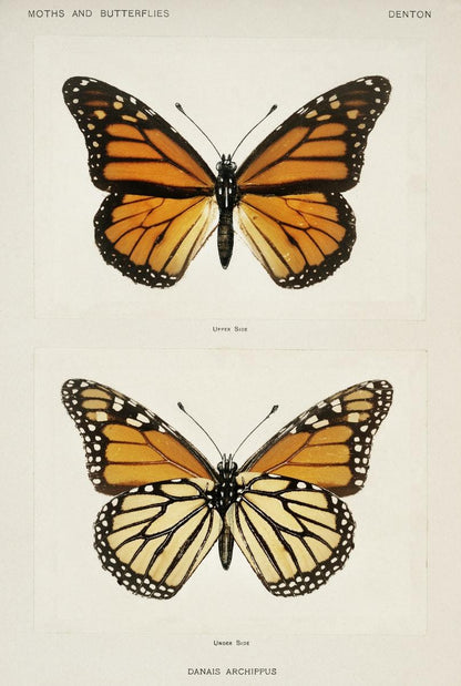 Monarch Butterfly botanical artwork (1900)