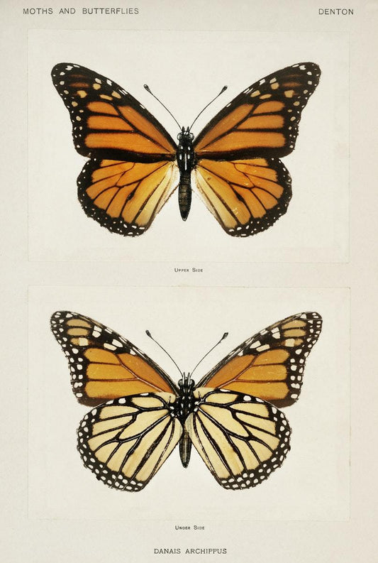 Monarch Butterfly botanical artwork (1900) Posters, Prints, & Visual Artwork The Trumpet Shop   
