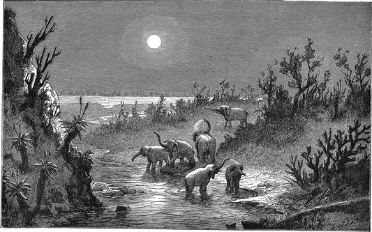 Moonlit African elephants artwork (1800s) Posters, Prints, & Visual Artwork The Trumpet Shop   