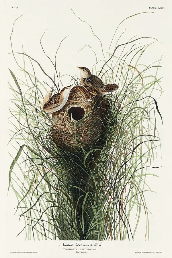 Nuttall's Wren art print (1827) | J J Audubon  The Trumpet Shop   