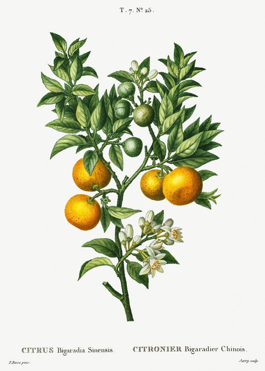 Orange tree (1800s) | Vintage botanical prints | Pierre-Joseph Redouté Posters, Prints, & Visual Artwork The Trumpet Shop Vintage Prints   