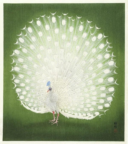 Albino Peacock art print (1920s) | Ohara Koson