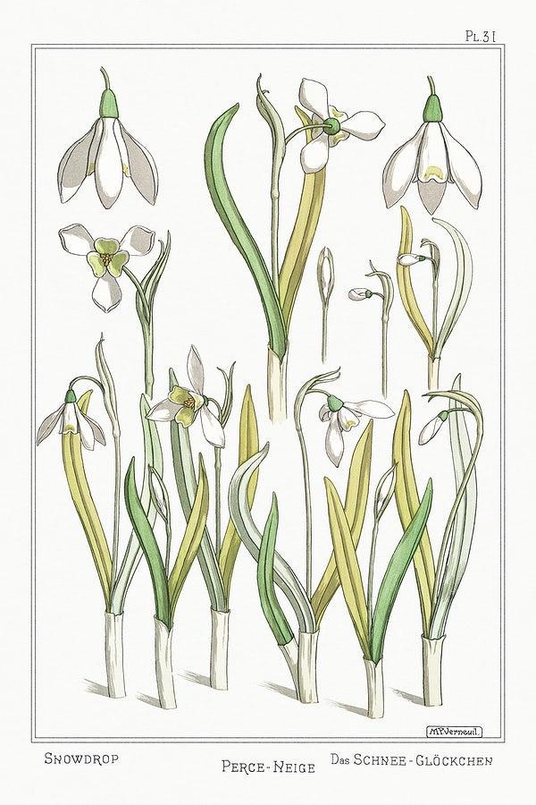 Snowdrops (1896) | Maurice Pillard Verneuil | Botanical art print Posters, Prints, & Visual Artwork The Trumpet Shop   