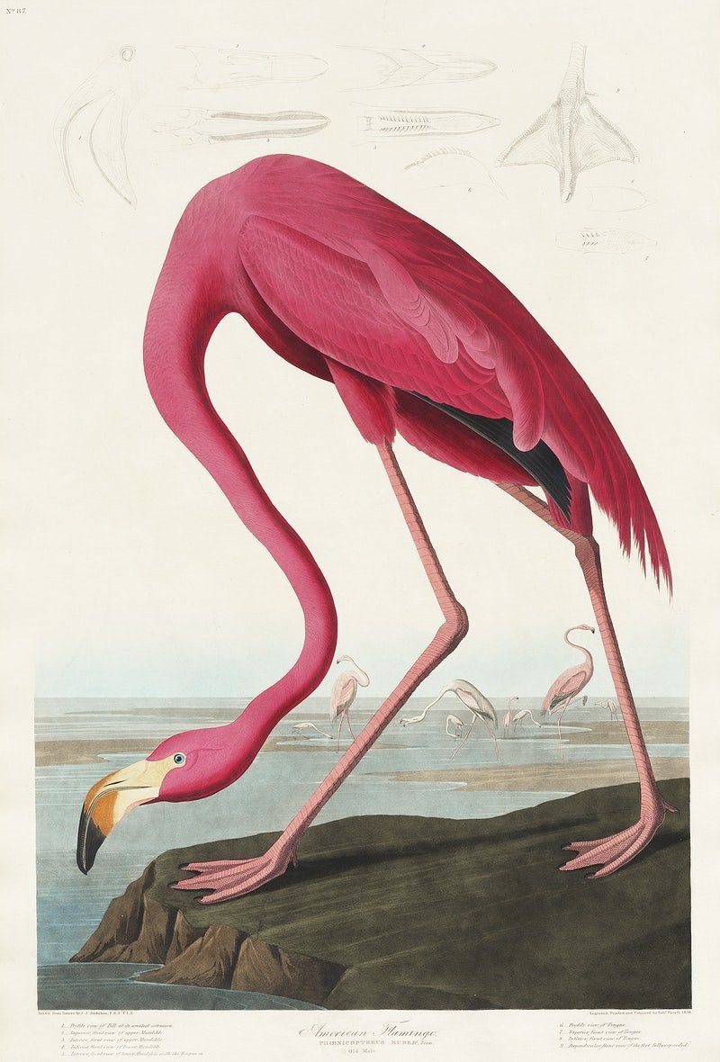 Pink Flamingo (1800s) | Vintage bird prints | John James Audubon Posters, Prints, & Visual Artwork The Trumpet Shop   
