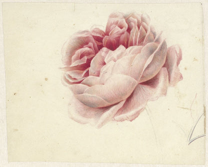 Pink Rose (1800s) | Pink pastel desk home inspo | Georgius van Os Posters, Prints, & Visual Artwork The Trumpet Shop   