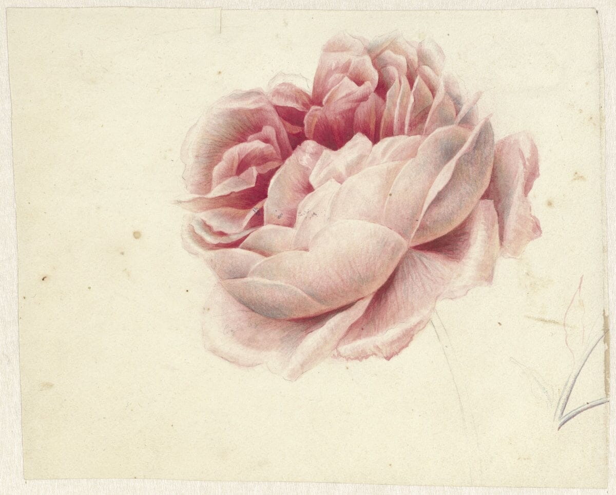 Pink Rose (1800s) | Vintage Rose print | Georgius van Os Posters, Prints, & Visual Artwork The Trumpet Shop   