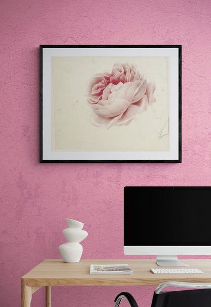 Pink Rose artwork (1800s) | Georgius van Os Posters, Prints, & Visual Artwork The Trumpet Shop   