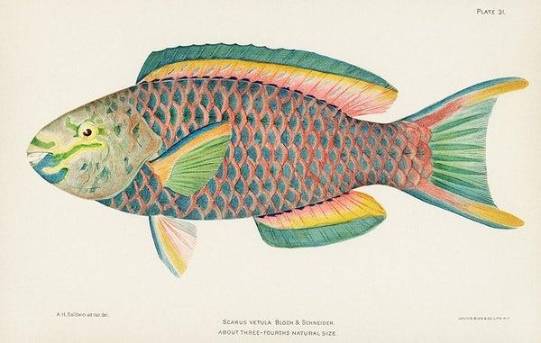 Queen Parrot Tropical Fish (1890s) |Vintage bathroom prints | Henry Baldwin Posters, Prints, & Visual Artwork The Trumpet Shop   