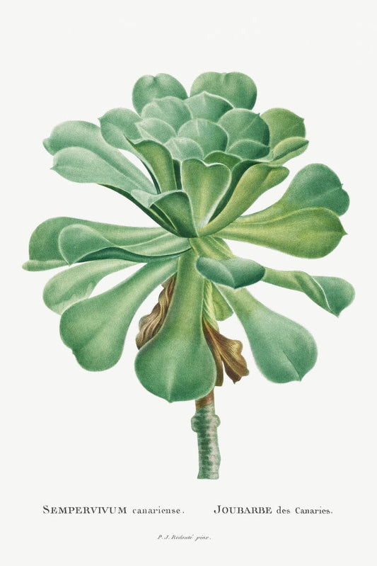 Sempervivum plant (1800s) | Vintage botanical prints | Pierre-Joseph Redouté Posters, Prints, & Visual Artwork The Trumpet Shop   