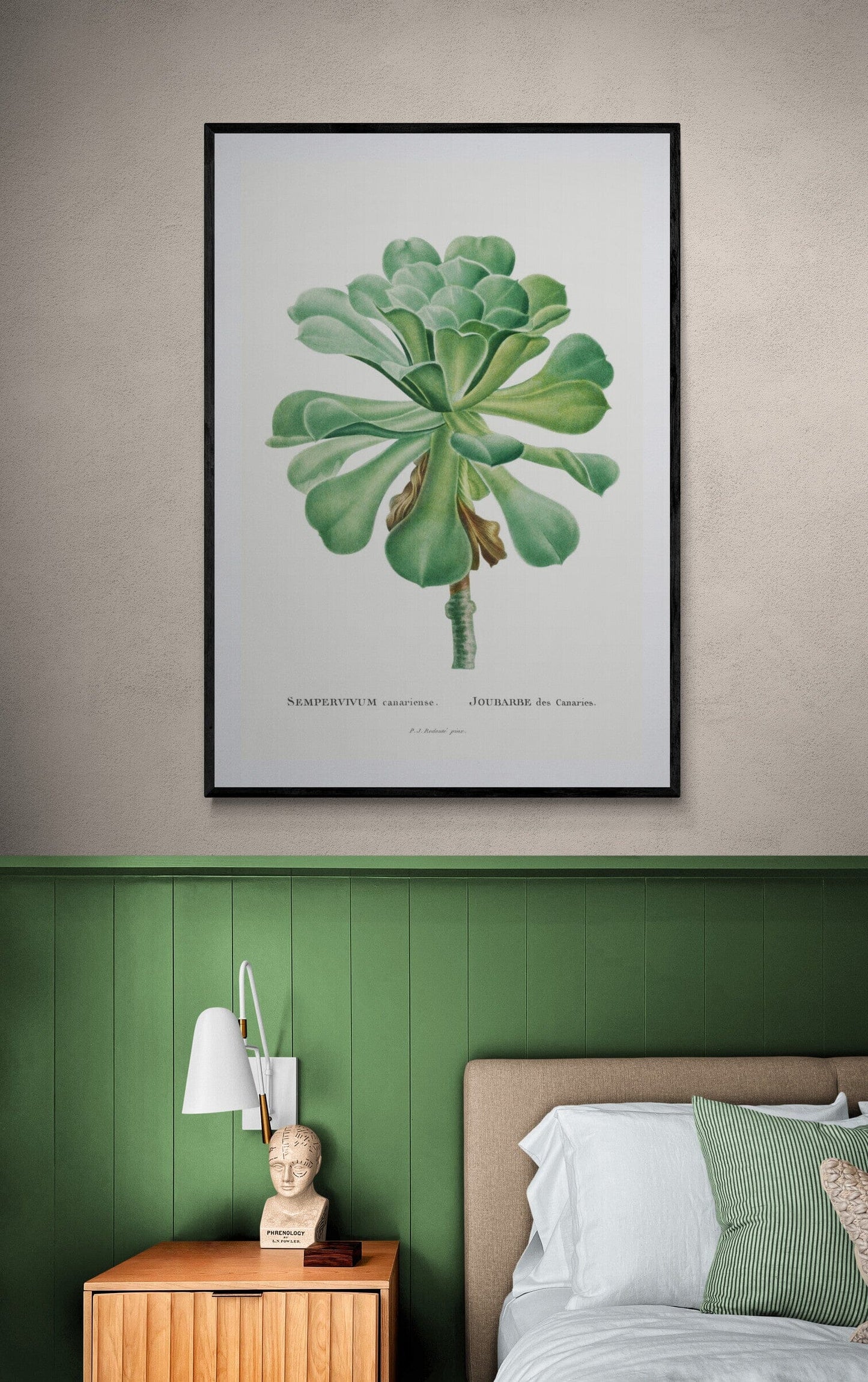 Sempervivum plant (1800s) | Pierre-Joseph Redoute Posters, Prints, & Visual Artwork The Trumpet Shop   