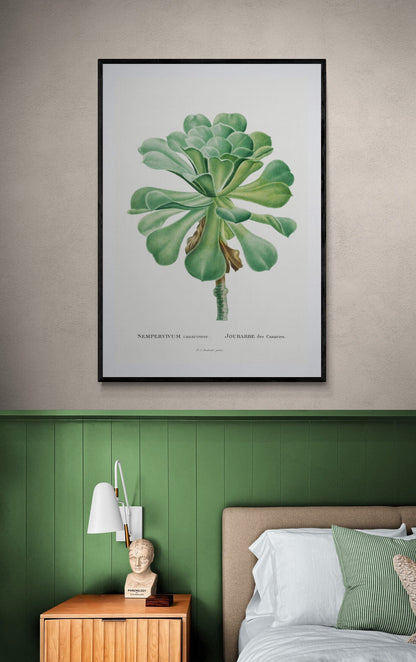 Sempervivum plant (1800s) | Pierre-Joseph Redoute Posters, Prints, & Visual Artwork The Trumpet Shop   