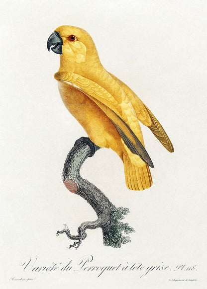 Senegal Parrot artwork (1800s) | Francois Levaillant