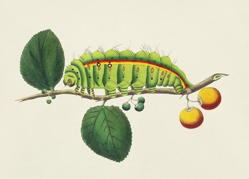 Caterpillar Botanical art print (c1800) | George Shaw  The Trumpet Shop   