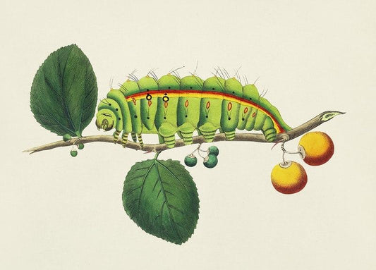 Caterpillar wall art print (c1800) | George Shaw Posters, Prints, & Visual Artwork The Trumpet Shop   