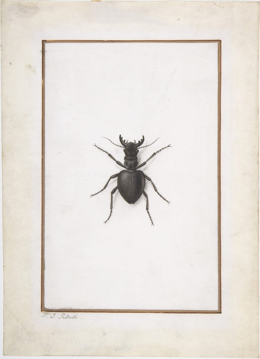 Stag beetle botanical art print (1800s) | Pierre-Joseph Redouté Posters, Prints, & Visual Artwork The Trumpet Shop Vintage Prints   
