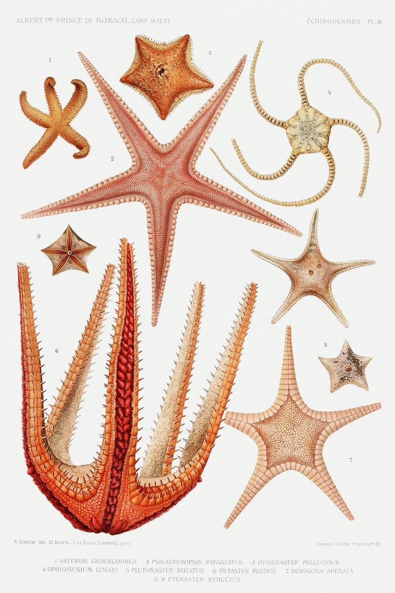 Starfish varieties (c1890) | Vintage bathroom prints | Albert I, Prince of Monaco Posters, Prints, & Visual Artwork The Trumpet Shop   